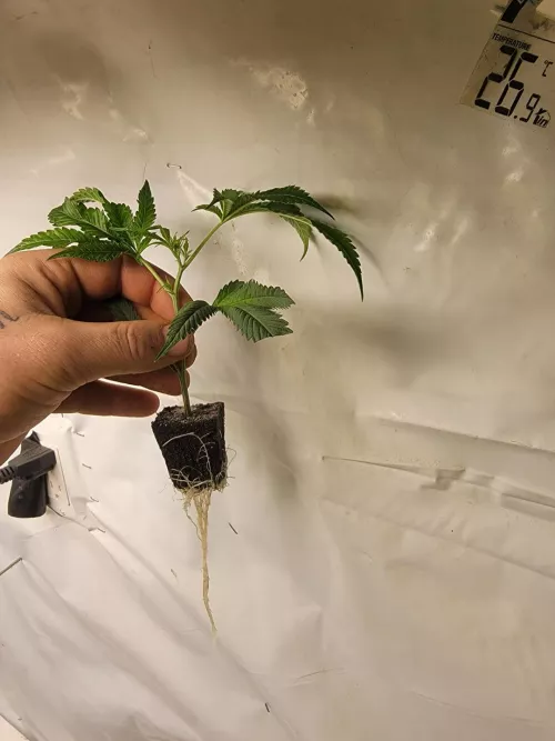 any fellow Canadians on here ? [M] /[f]