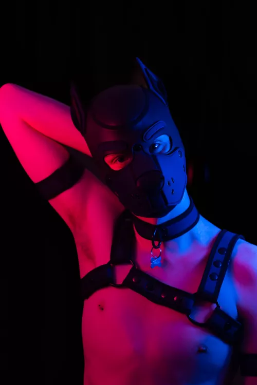 Awrufff I'm such a bored pup 🥺