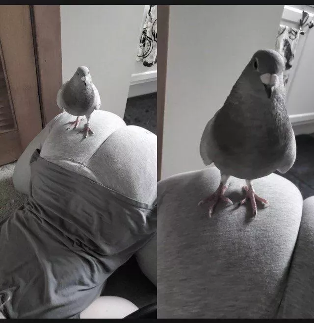 Just me showing off one of my rescue pigeons, Toast 🥰
