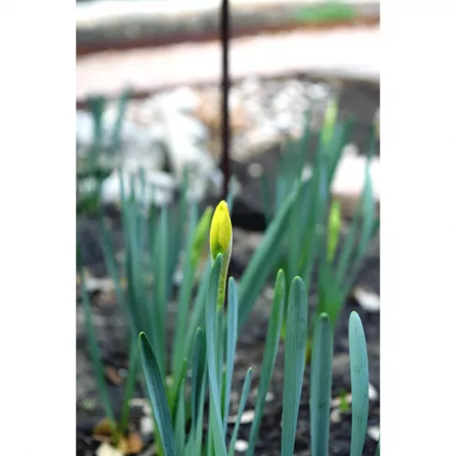 Looking forward to seeing all the flowers 🌸🌻🌷( photograph is mine )