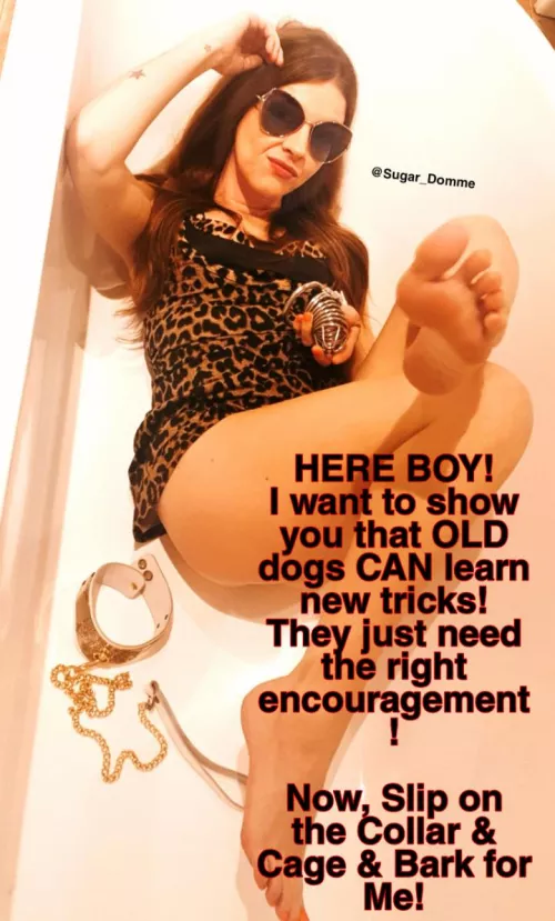 Old dogs CAN learn new tricks IF they have the right encouragement 🐕‍🦺