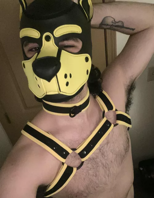 😉 pup got his first hood today!