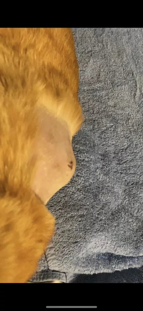 UPDATE ON MY CAT’S ABSCESS