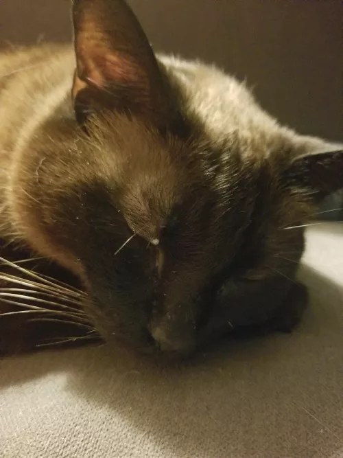 Wacky Wednesday: the forbidden sty/skin tag on my bread loaf cat.