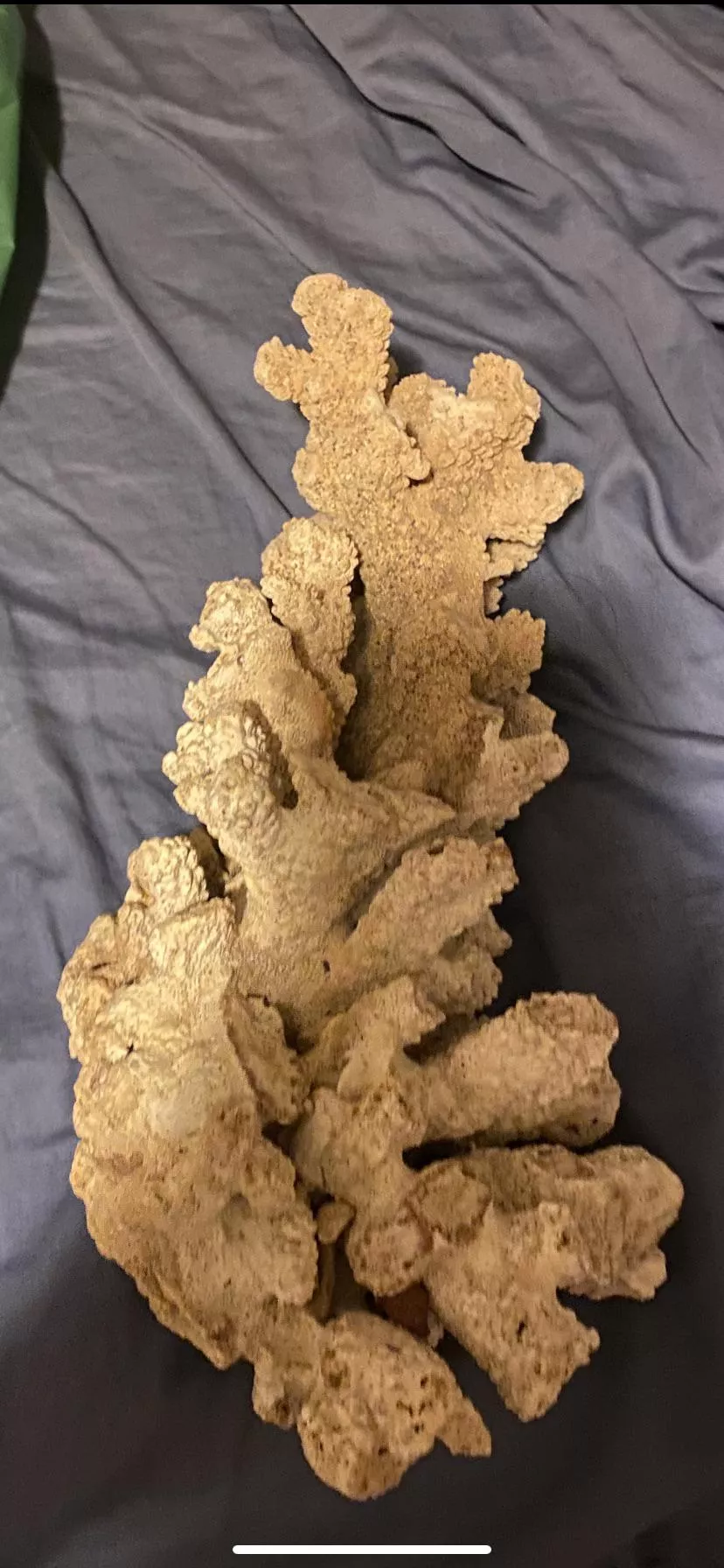 What kind of coral is this found in Kauai