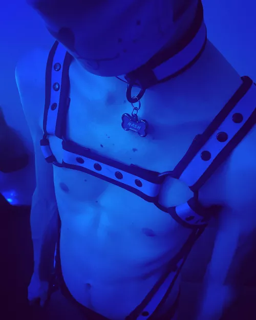 Will you give me belly rubs?