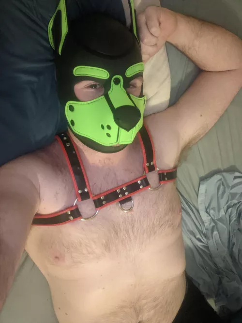 Any cuddles for a fuzzy pup?