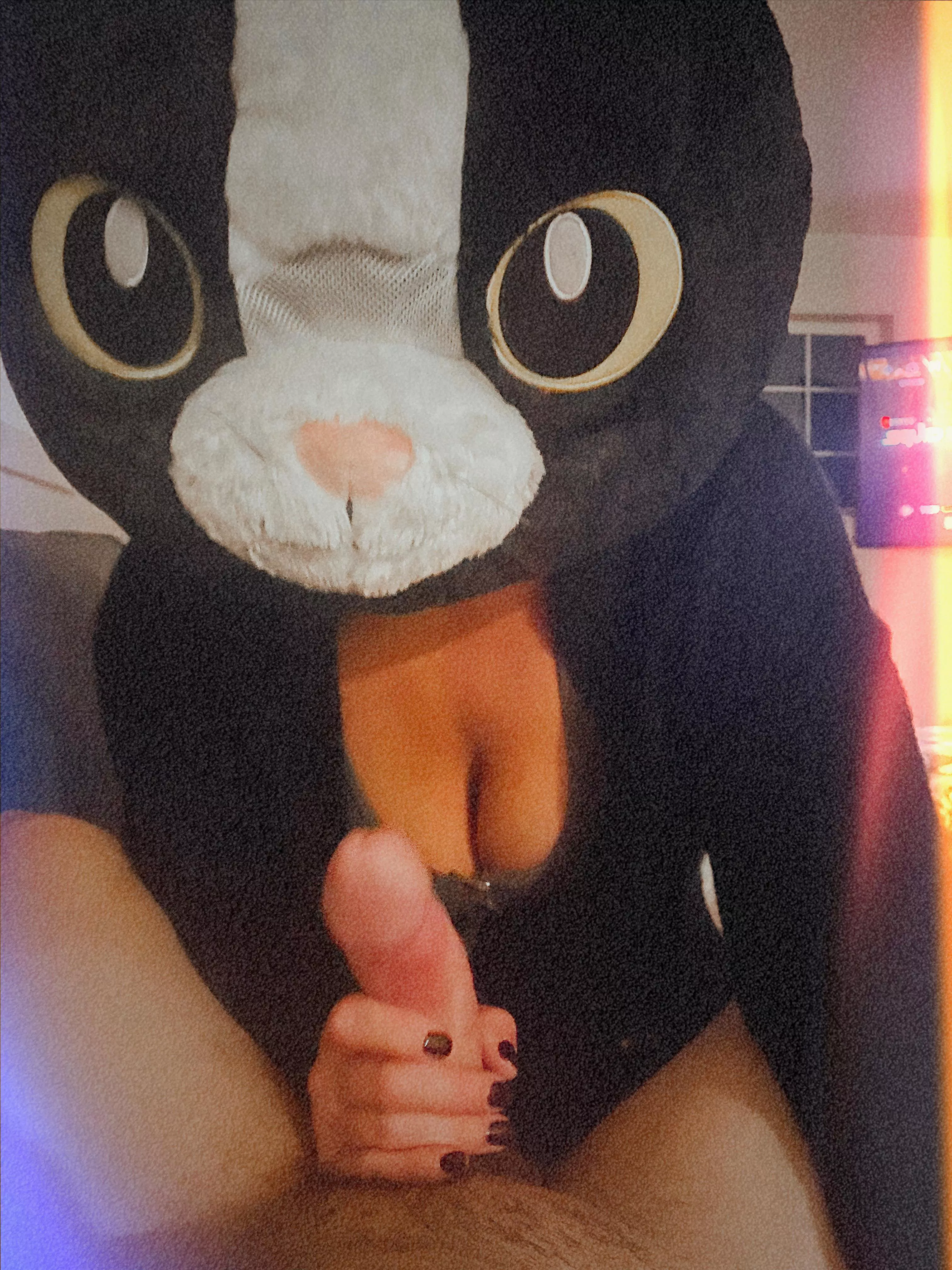 Feline frisky 🐱