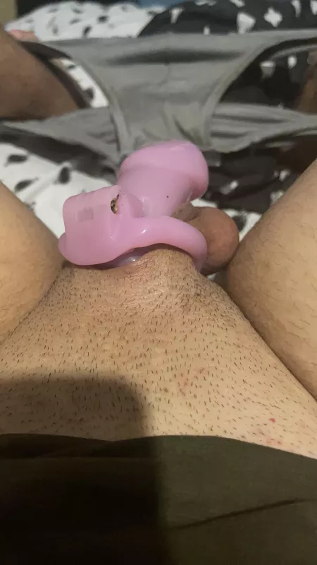 Hi girls, my wife wants me to change from this chastity to a a nub version what do you think? She is saying small size it’s not enough feminine for a women like me