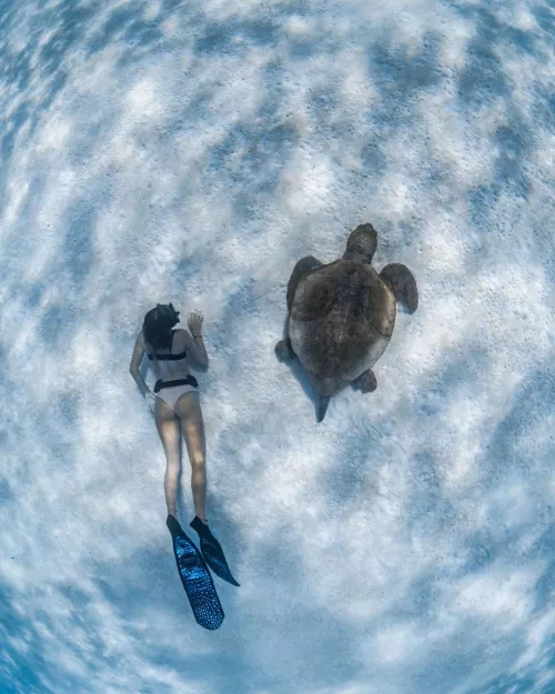 I like turtles I like turtles