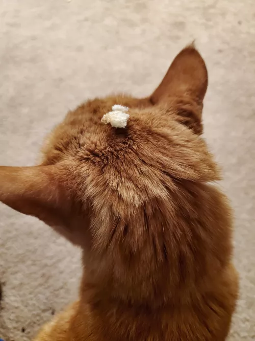 I put a piece of bread on my kitty's head and he hasn't even noticed 🤭