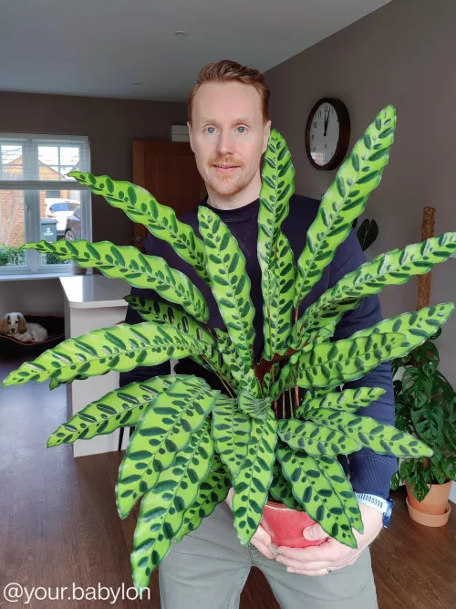 I'm a guy who collects plants 🤗