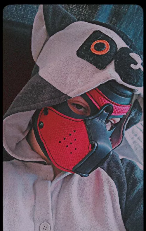 Pup in disguise? Pup in disguise?