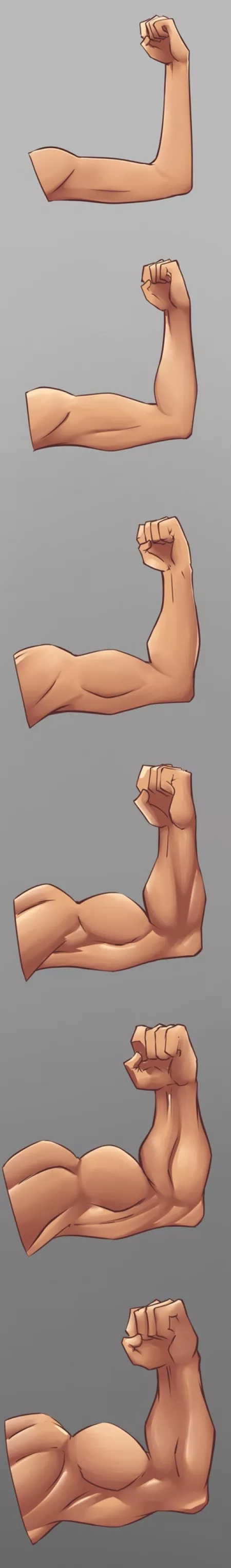 Stages of Arm Muscle Growth drawn by Me. I didnt Miss anything ?