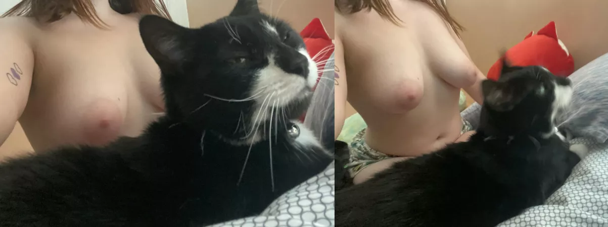 The cutie Patootie 🐈‍⬛ 💗 She’s a sweetie