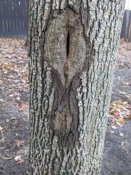 There's a tree in my backyard...