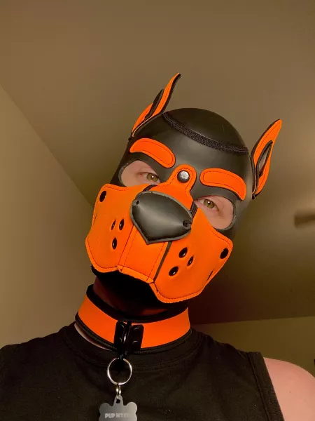 T-Minus… five days until Dog Days 🐾