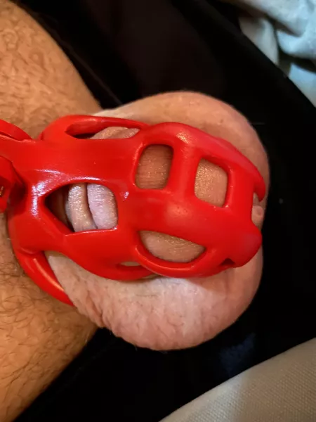 Trying a smaller cage, what do you think?