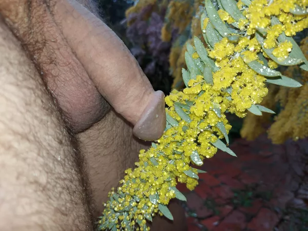 Wattle I do on this cold wet day without you? Wattle I do on this cold wet day without you?